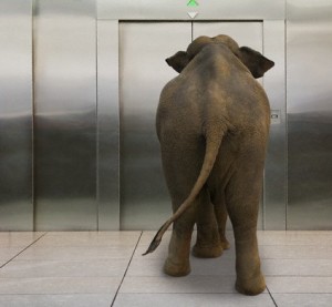 Elephant Waiting for Elevator