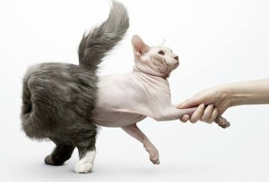 hairless-cats-are-inside-out-cats_o_2503915