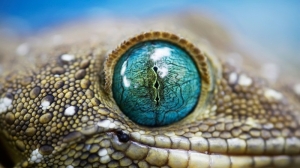 blue animals geckos reptile macro reptiles eye_www.wallmay.net_6