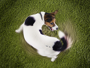 Why-do-dogs-chase-their-tails